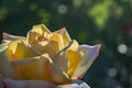 Yellow rose on a summer morning with drops of dew background Royalty Free Stock Photo