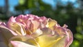 Yellow rose on a summer morning with drops of dew close-up Royalty Free Stock Photo