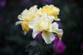 Yellow Rose Summer season Garden