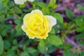 Yellow Rose on sun shine Royalty Free Stock Photo