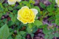 Yellow Rose on sun shine Royalty Free Stock Photo