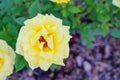 Yellow Rose on sun shine Royalty Free Stock Photo