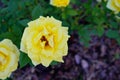 Yellow Rose on sun shine Royalty Free Stock Photo