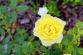 Yellow Rose on sun shine Royalty Free Stock Photo