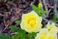 Yellow Rose on sun shine Royalty Free Stock Photo