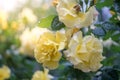 Yellow rose with sunshine after rain Royalty Free Stock Photo