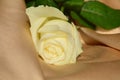 Yellow rose, symbol of jealousy