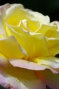 Yellow Rose Royalty Free Stock Photo