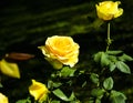 Yellow Rose Tandem Royalty Free Stock Photo