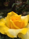 A yellow rose. There are variety of colour in roses but i chose his beautiful yellowy rose to give  sweet look. It looked so good Royalty Free Stock Photo