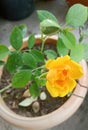 A yellow rose on tob with green leaves and buds. Royalty Free Stock Photo