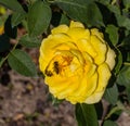Yellow rose and two honey bees. Bee pollinating flower. Close up Royalty Free Stock Photo
