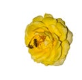 Yellow rose and two honey bees isolated on white background Royalty Free Stock Photo