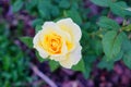 Yellow Rose on sun shine Royalty Free Stock Photo