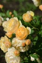 Yellow Rose variety Roald Dahl flowering in a garden