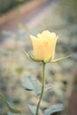 Yellow rose