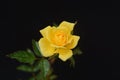 Yellow Rose with Water Droplets on a Dark Background Royalty Free Stock Photo