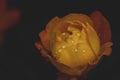 A yellow rose with water drops on black background Royalty Free Stock Photo