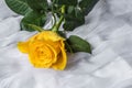 Yellow rose with water drops- fabric background Royalty Free Stock Photo