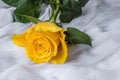 Yellow rose with water drops- fabric background Royalty Free Stock Photo