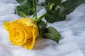 Yellow rose with water drops- fabric background Royalty Free Stock Photo