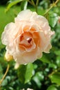 Yellow rose with water drops in the garden close up Royalty Free Stock Photo