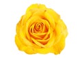 Yellow rose in water drops isolated on white background Royalty Free Stock Photo