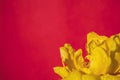 Yellow rose, water drops on red background Royalty Free Stock Photo