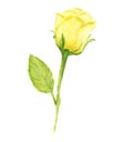 Yellow rose. watercolor painting, isolated design element