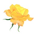 Yellow rose on a white background vector Royalty Free Stock Photo