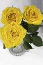 yellow roses. white background Royalty Free Stock Photo