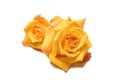 Yellow rose withour leaves on white background Royalty Free Stock Photo