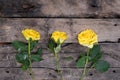 Yellow rose on a wood background for love wedding and valentines day Royalty Free Stock Photo