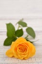 Yellow rose on wooden background. Royalty Free Stock Photo