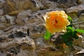 yellow rose