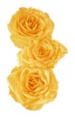 Yellow rosebud