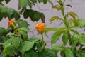 Yellow Rosebud blooming in the garden