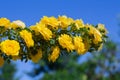 Yellow rosehip Bush in bloom on a sunny day, blue sky background Royalty Free Stock Photo
