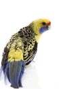 Yellow Rosella