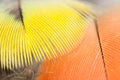 Yellow rosella parrot feathers