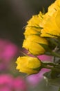 Yellow roses Royalty Free Stock Photo