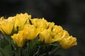 Yellow roses