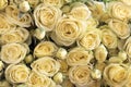 Yellow roses