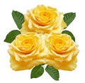 Yellow roses