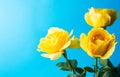 Yellow roses against blue background Royalty Free Stock Photo