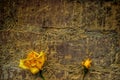 Yellow roses against an old wall Royalty Free Stock Photo