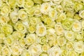 Yellow roses background Royalty Free Stock Photo