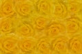 Yellow roses Royalty Free Stock Photo