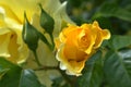 Yellow roses with beautiful buds and green leaves after the rain