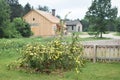 Yellow Roses Blooming in Front of the Creamery Royalty Free Stock Photo